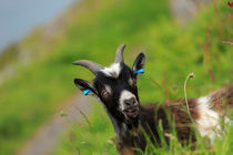 Lynton Goat, Valley of the Rocks, Exmoor. by Louise Heusinkveld