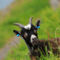 Exmoor-goat0598