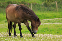 Exmoor pony grazing in Valley of the Rocks by Louise Heusinkveld