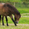 Exmoor-ponies0601