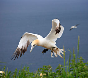 Gannets-in-flight0624