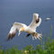 Gannets-in-flight0624