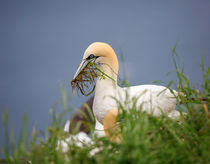 Northern Gannet gathering nesting material by Louise Heusinkveld