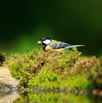 Great Tit by Louise Heusinkveld