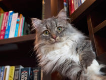 Literary Cat von Louise Heusinkveld