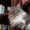 Literary-cat0195