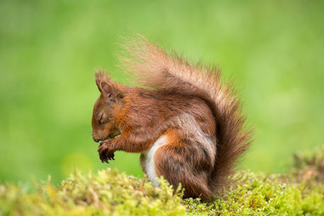 Red-squirrel0644