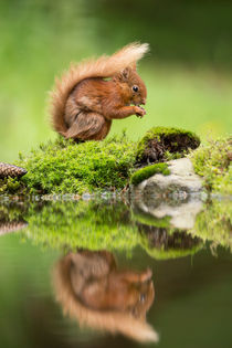 Red Squirrel by Louise Heusinkveld