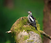 Great Spotted Woodpecker by Louise Heusinkveld