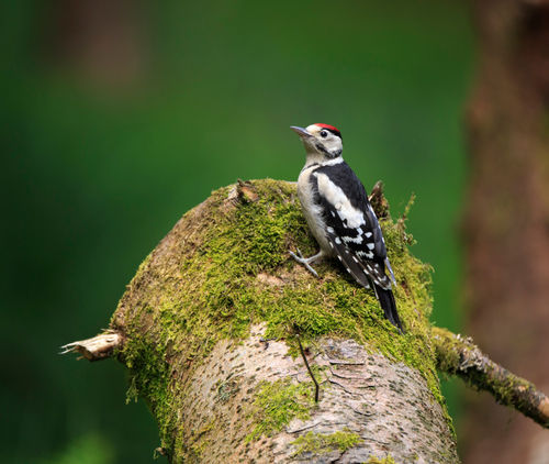 Woodpecker0590
