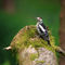 Woodpecker0590