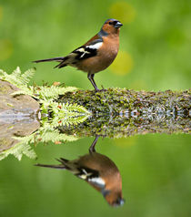 Common Chaffinch by Louise Heusinkveld