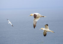 Gannets in Flight by Louise Heusinkveld