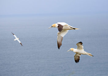 Gannets-in-flight0623