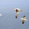 Gannets-in-flight0623