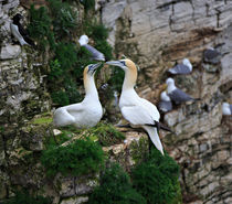 Gannets Nesting on the Side of a Cliff von Louise Heusinkveld