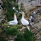 Gannets-nesting0615