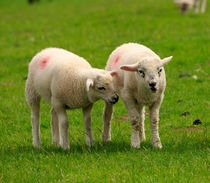 Twin lambs in spring by Louise Heusinkveld