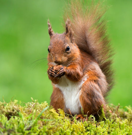 Red-squirrel0643
