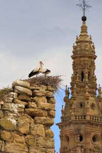 Storks nest on the walls in Sto Domingo de la Calzada, Spain von Louise Heusinkveld