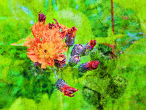 wild flowers by urs-foto-art