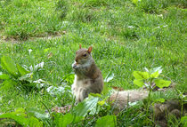 squirrel new york central park by Joseph Borsi