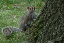 squirrel new york central park by Joseph Borsi