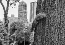 the giant squirrel of central park von Joseph Borsi