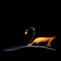 The Swan by Stanislav Aristov