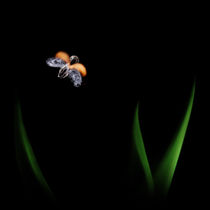 The Bug by Stanislav Aristov