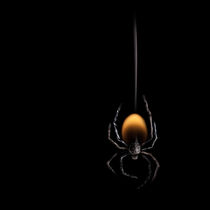 The Spider by Stanislav Aristov