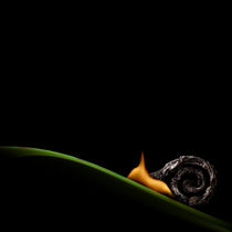 The Snail by Stanislav Aristov
