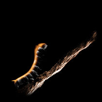 The Caterpillar von Stanislav Aristov