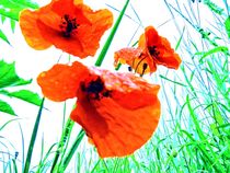 poppy-red perspective von urs-foto-art