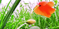 poppy flower von urs-foto-art