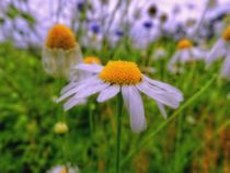 flowered meadow by urs-foto-art