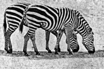 Zebrapaar von leddermann