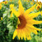 Sonnenblume-0128