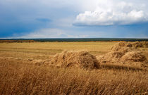 Hay field with a beveled  by larisa-koshkina