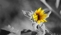 Sunflower by cinema4design