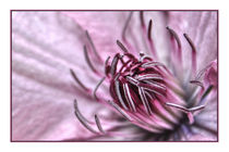 Clematis - Purple Beauty by sonnentaubilder