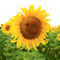 Sonnenblume-001