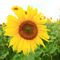 Sonnenblume-003