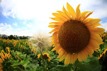 Sonnenblume von Falko Follert