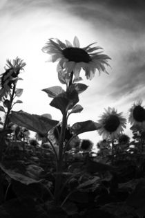 Sonnenblumen by Falko Follert