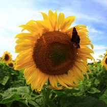 Sonnenblume von Falko Follert