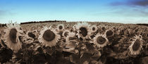 Sonnenblumen by Falko Follert