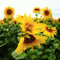 Sonnenblumen, von Falko Follert