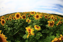 Sonnenblumen von Falko Follert