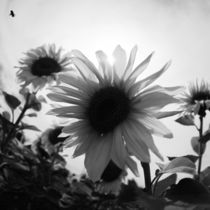 Sonnenblume by Falko Follert